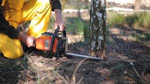 Best Tree Cabling and Bracing  in Cavalero, WA